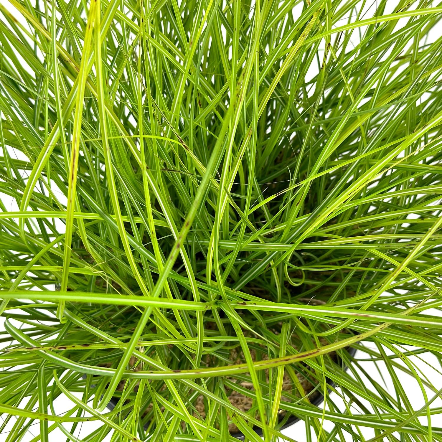 Dwarf Ornamental Grass, Silver-Green to Golden Foliage, Pink Summer Plumes E189