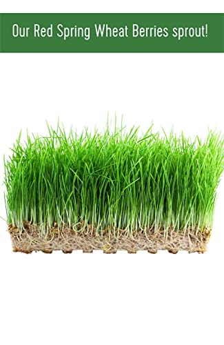 Hard Red Spring Wheat Berries, 25 lbs, Non-GMO, Kosher L4710
