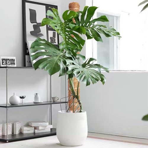 Moss Pole 2 Pack 17 Inch Plant Support for Climbing Indoor Potted Plants E893