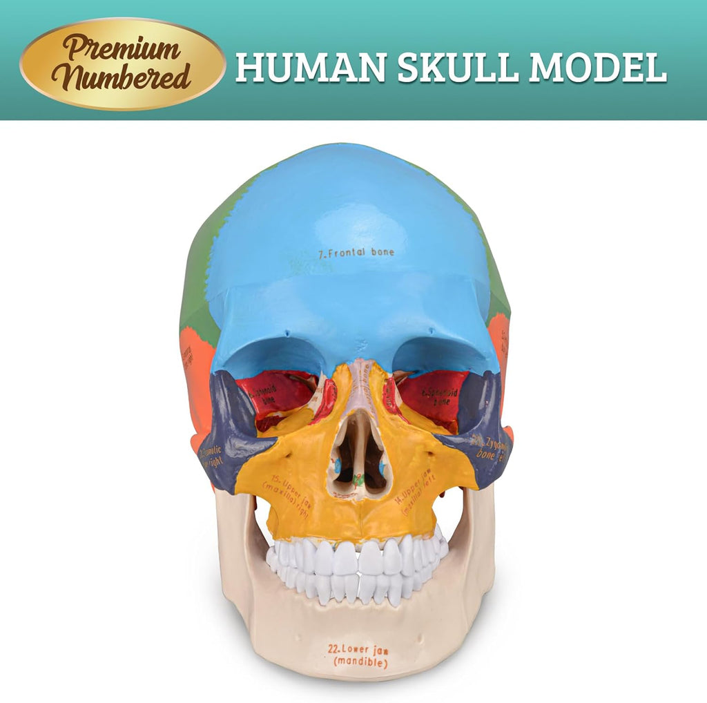 Life Size Human Skull Anatomical Model with Laser-Etched Fonts for Medical Study O4754