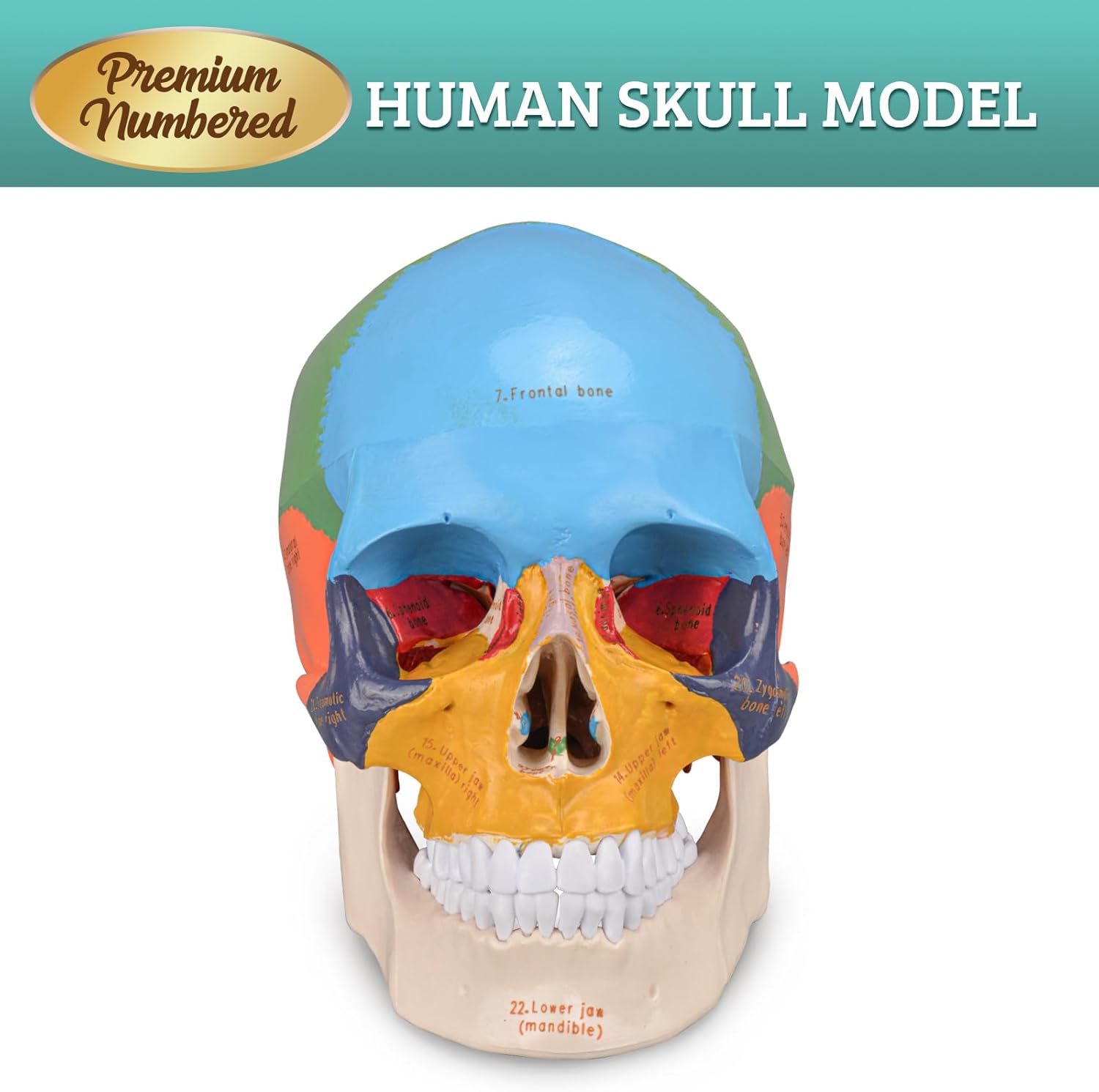 Life Size Human Skull Anatomical Model with Laser-Etched Fonts for Medical Study O4754