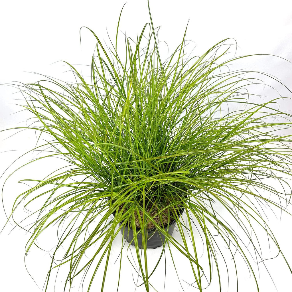 Dwarf Ornamental Grass, Silver-Green to Golden Foliage, Pink Summer Plumes E189