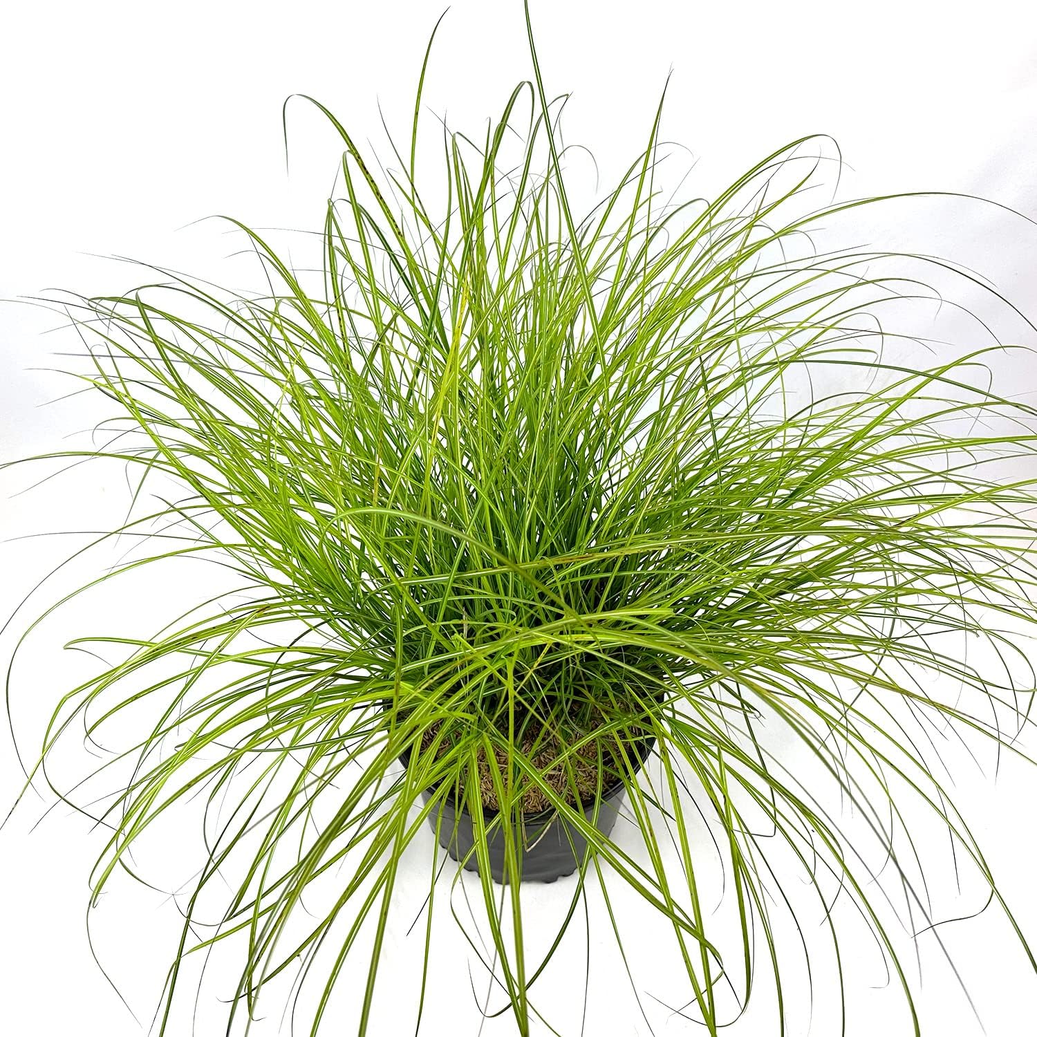 Dwarf Ornamental Grass, Silver-Green to Golden Foliage, Pink Summer Plumes E189