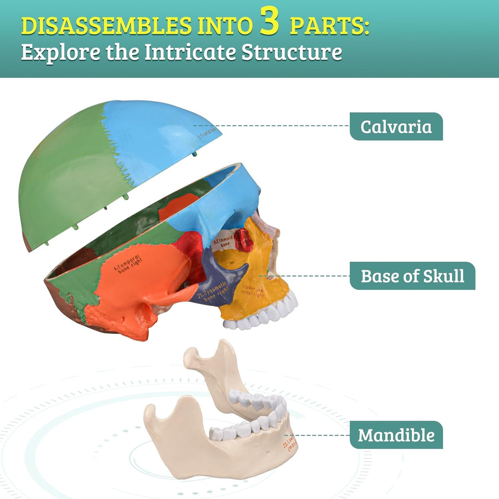 Life Size Human Skull Anatomical Model with Laser-Etched Fonts for Medical Study O4754