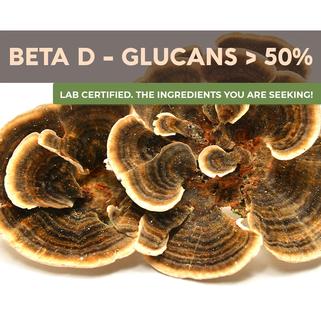 Organic Turkey Tail Mushroom Supplement Powder L73013