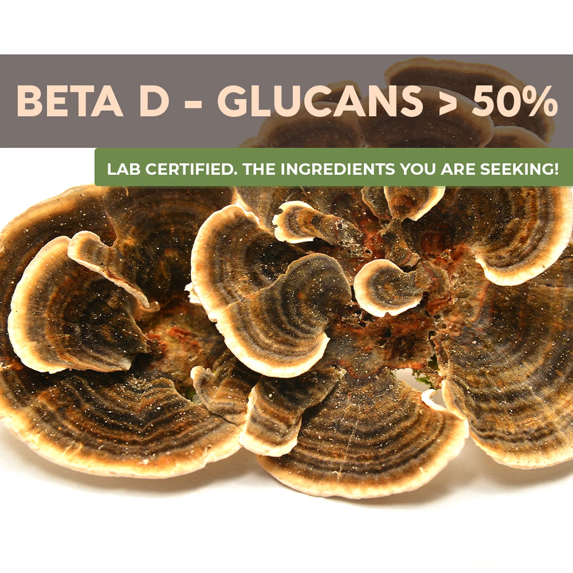 Organic Turkey Tail Mushroom Supplement Powder L73013
