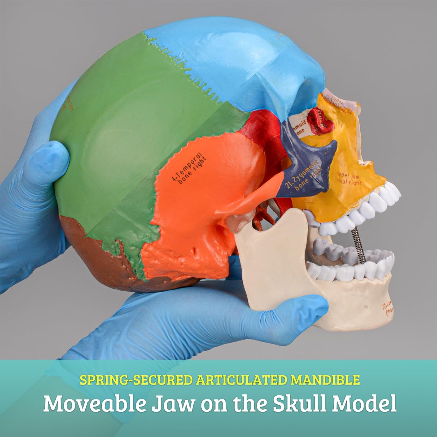 Life Size Human Skull Anatomical Model with Laser-Etched Fonts for Medical Study O4754