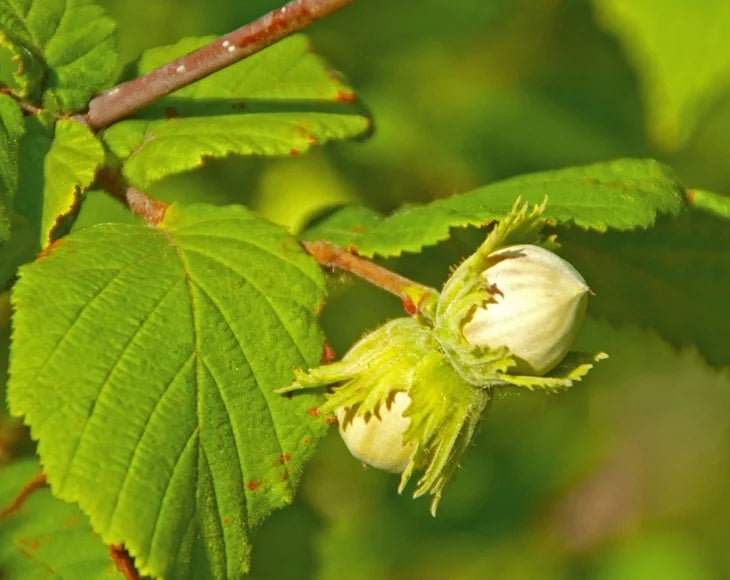 Raw Hazelnuts, 2 Pounds I7379