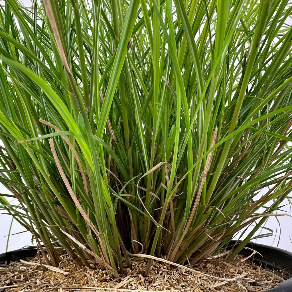 Dwarf Ornamental Grass, Silver-Green to Golden Foliage, Pink Summer Plumes E189
