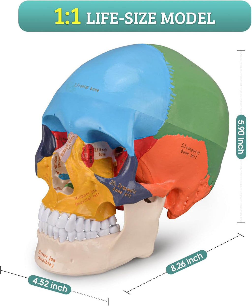 Life Size Human Skull Anatomical Model with Laser-Etched Fonts for Medical Study O4754