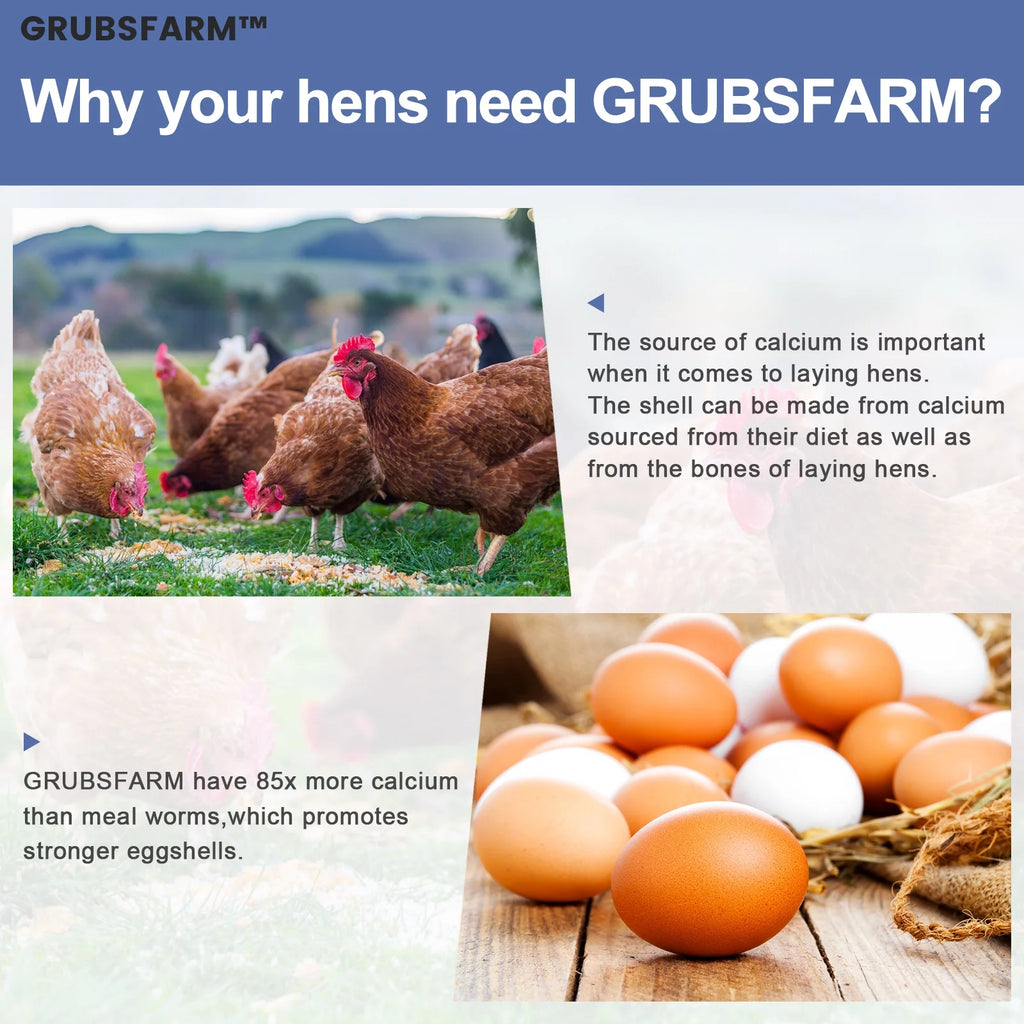 Chicken Treats for Hens, Ducks & Wild Birds, 5 lbs S22475