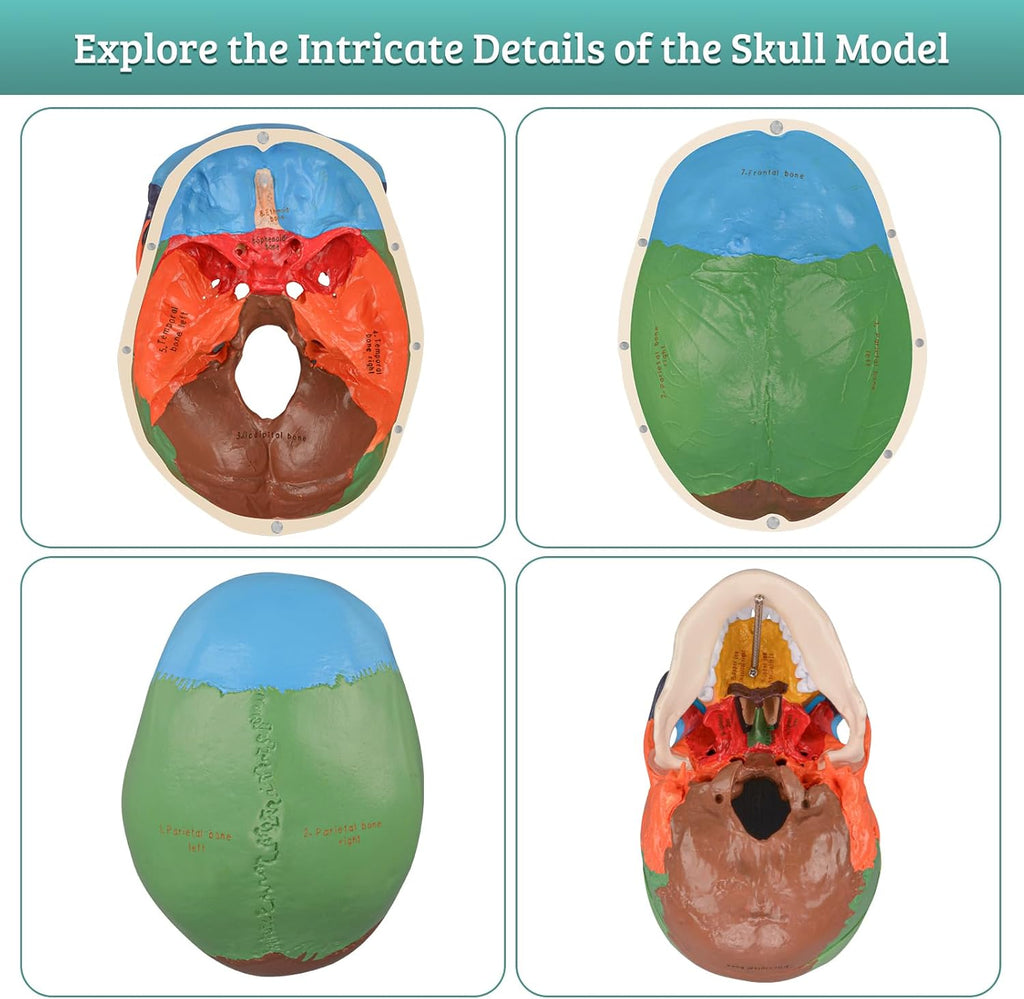 Life Size Human Skull Anatomical Model with Laser-Etched Fonts for Medical Study O4754